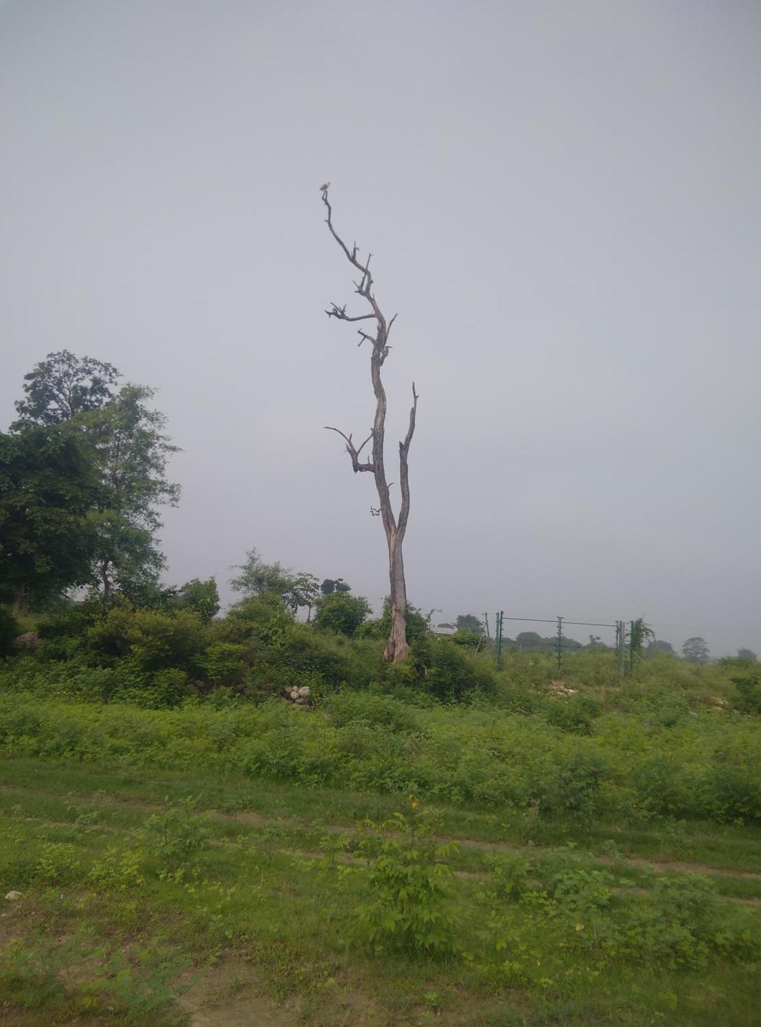 Corbett Bhavesh Home Stay Jhirna Chambre photo